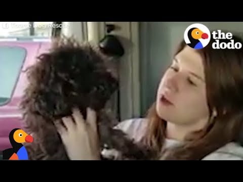 Video: Komondor Dog Breed Facts & Information