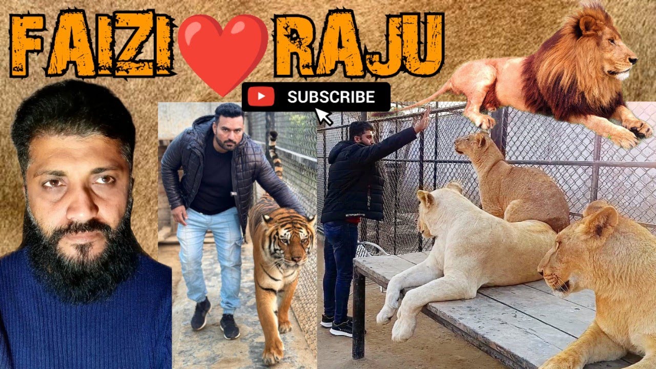 Reply To All My❤️Fans | RAJU BETA👈is Not Funny | Faizi Wildlife Farm💎 | 📈🥀RAJU THE LION🦁KING👑