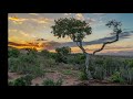 Karoo landscape photography  s1e05  trees at sunrise