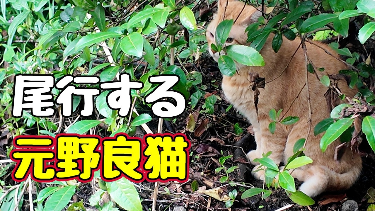 Resident cat tails the former stray - YouTube