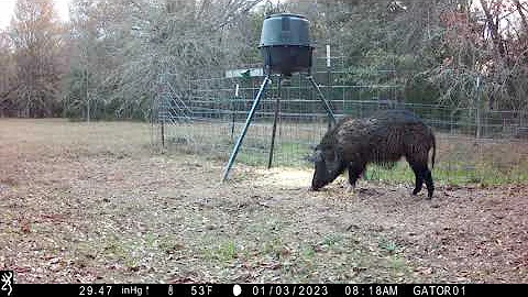 Trail Cameras- Groups of wild hogs, coyote, bobcat