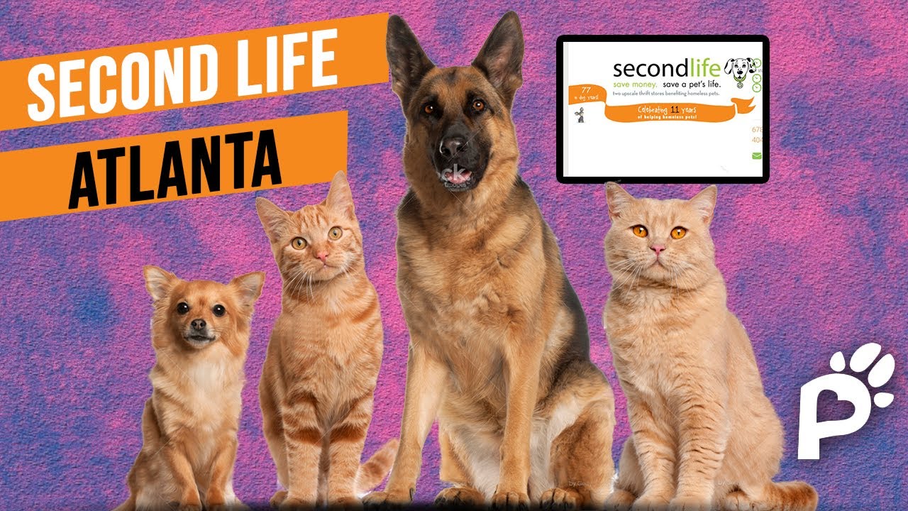 A Thrift Store that Saves Animals | Second Life Atlanta | Pawareness Podcast Ep. 37