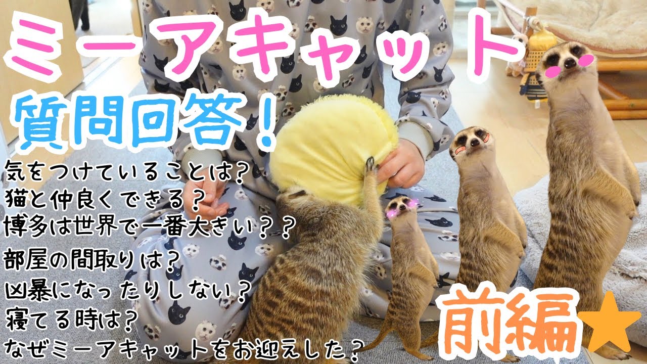 Meerkat] Answering your questions about Hakata!! Part 1 - YouTube
