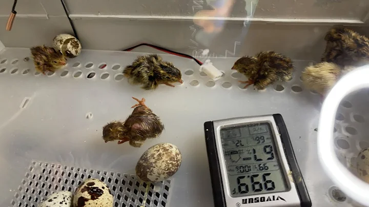 SO MANY HATCHED! QUAIL EGG HATCHING LIVE  INCUBATO...