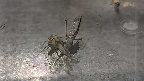 Assassin bug attacking a cricket