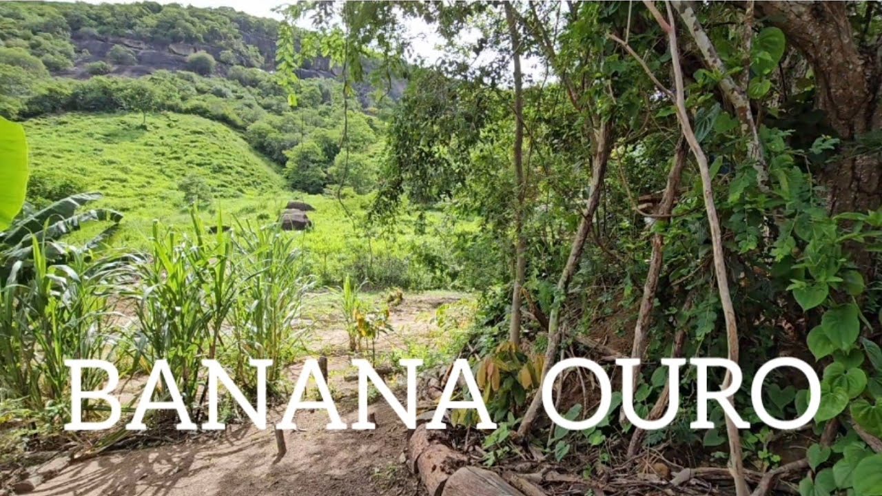 Colheita de banana ouro 