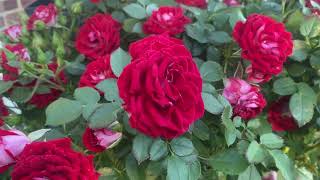 2 rose standard s saved , we all so do cutting s from rose s and can post world wide