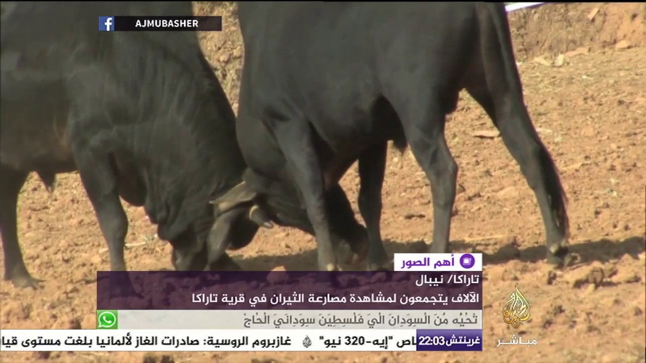 مهرجان مصارعة الثيران السنوي في نيبال للاحتفال بنهاية الشتاء