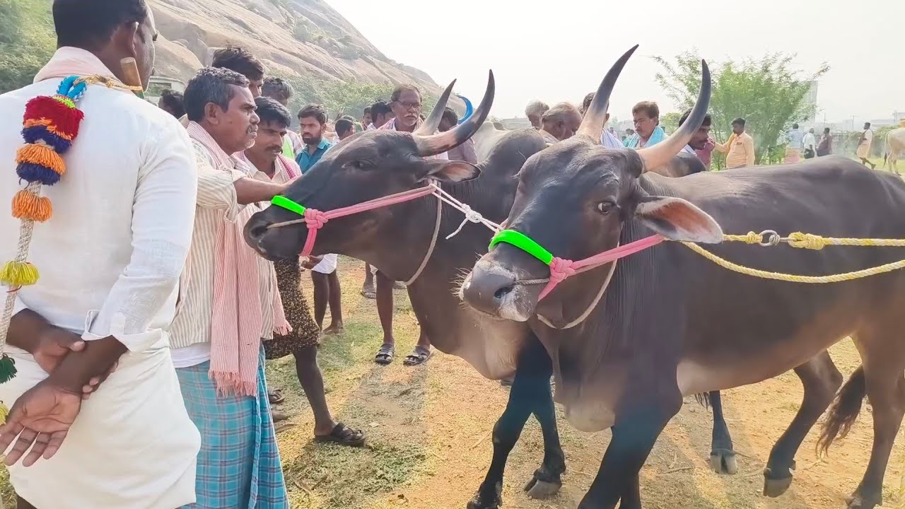 Adoni Market farming bull's video_dheshiya Seema Cart jawari_Oxen price videos