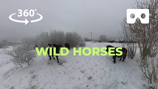 VR 360 Video:  Wild horses in Jelgava, Latvia