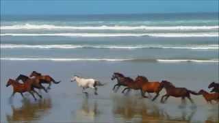 Horses Trample Small Child