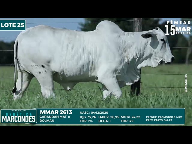 LOTE 25   MMAR 2613