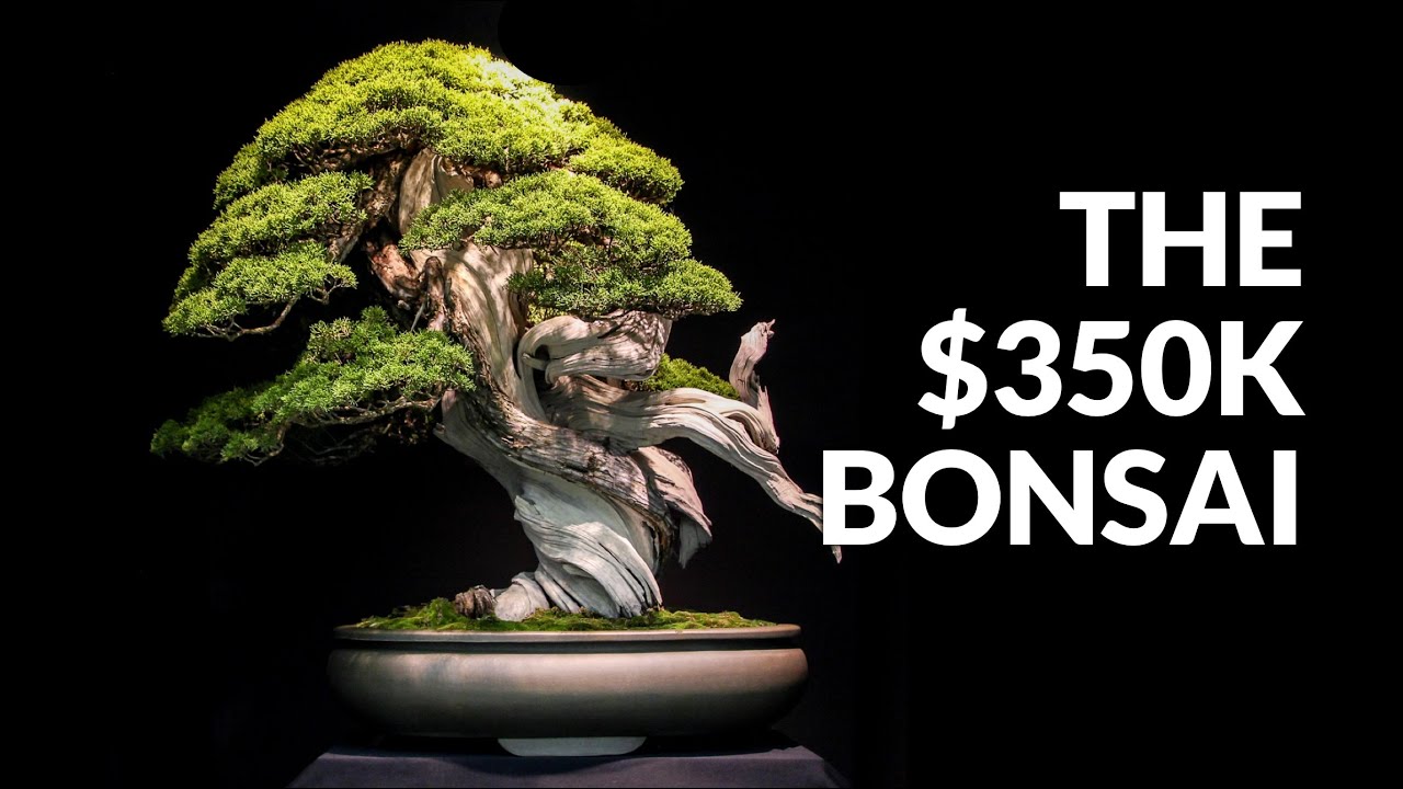 The 350 000 Bonsai Tree Youtube