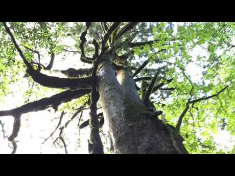 Forest echo 〜森の精霊〜 - Maiko Horisawa