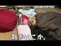 寒い日の朝は布団の中で散歩の合図を待つゴールデンレトリバーベンツ。