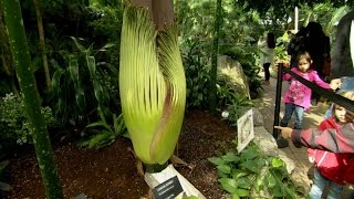 Flower creates a stink