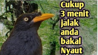 Cukup 3 Menit Jalak Kebo Langsung Gacor Emosi ‼️ ocehan jalak kebo jantan gacor