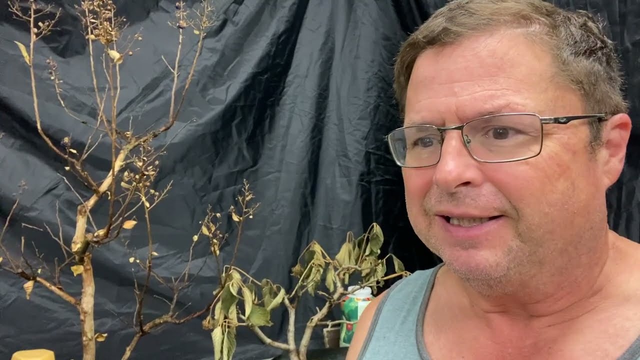 Crepe Myrtle and  Viburnum Snowball recovery pruning.  Will they survive? 