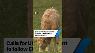 Calls for UK Government to follow EU and block meat from Brazil
