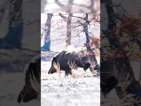 wild Boar hunting While running best ever shot #hunting #harehunting #hunthowdown  #boarhunting