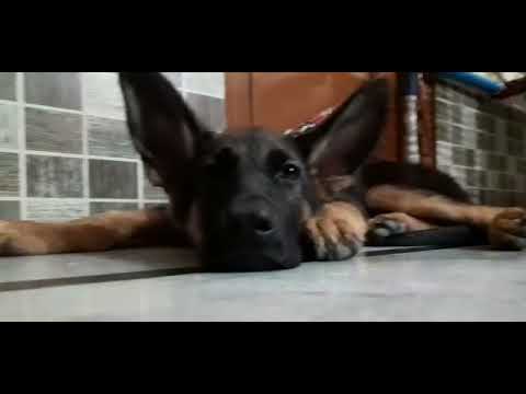 Enjoy Cum Sleeping Time Steffy The German Shepard Cuteness Overload 