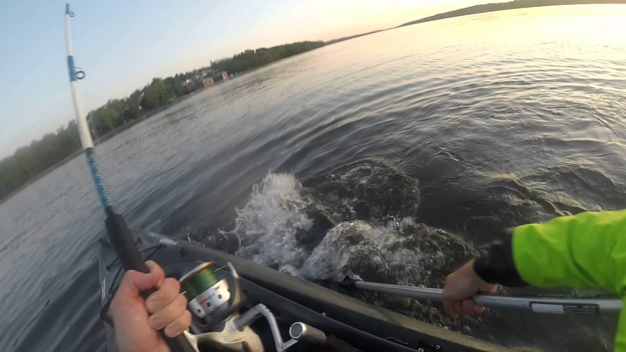 43" striper caught from kayak Hudson River Saugerties ny striper
