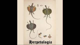 Herpetologia - Hellbender Salamander (Cryptobranchus alleganiensis)