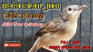 Download Lagu Masteran Jitu Cetak Ciblek Ngebren // Ciblek Gunung Ngebren Jernih Durasi Panjang MP3