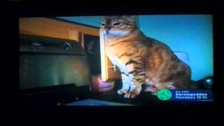 Lucifur & Honey on TruTv's Top Funniest by CAT's Cats 6,207 views 8 years ago 40 seconds