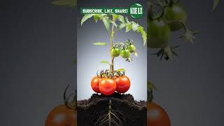 Mind-Blowing Visuals: Tomato Growth Process #tomato #tomatogrowth #timelapse #nature #plantlife #ai