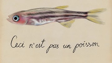 Fundamental Visual Cues for Social Affiliation/ Curr. Biol., Nov. 1, 2018 (Vol. 28, Issue 22)
