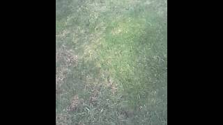 Funny dog patch