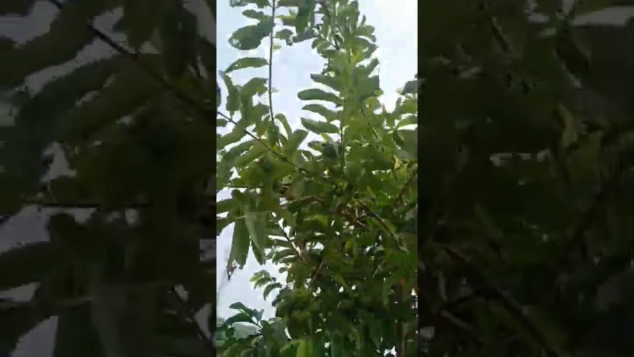 Guava tree