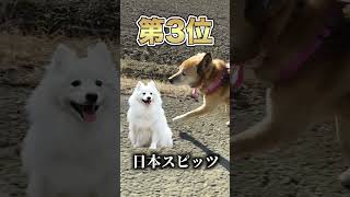 雑種犬コロちゃんの犬種がついに判明しました#shorts