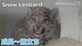 Snow Leopardユキヒョウ リアン 円山動物園から東山動植物園へ旅立ちます