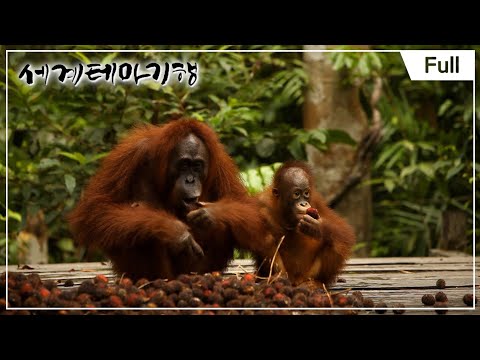[세계테마기행] 비밀의 섬을 만나다,순다열도 1~4부