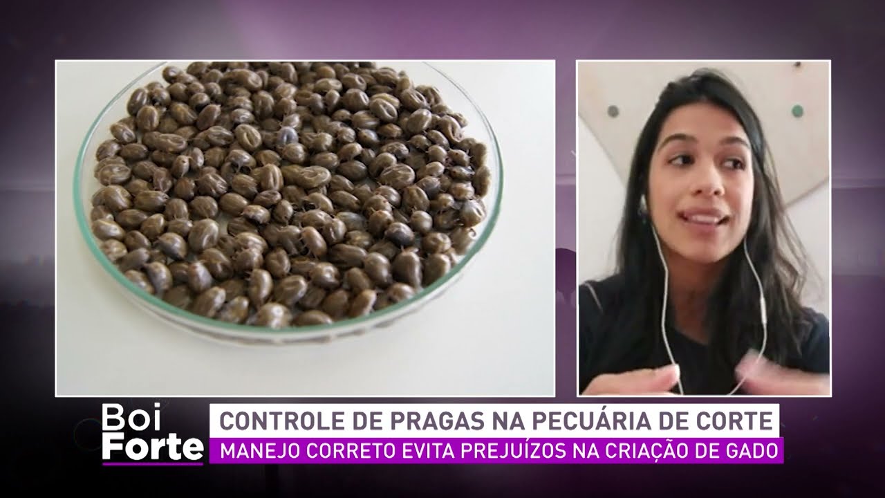 Boi Forte: Controle de pragas na pecuária de corte | AgroMais