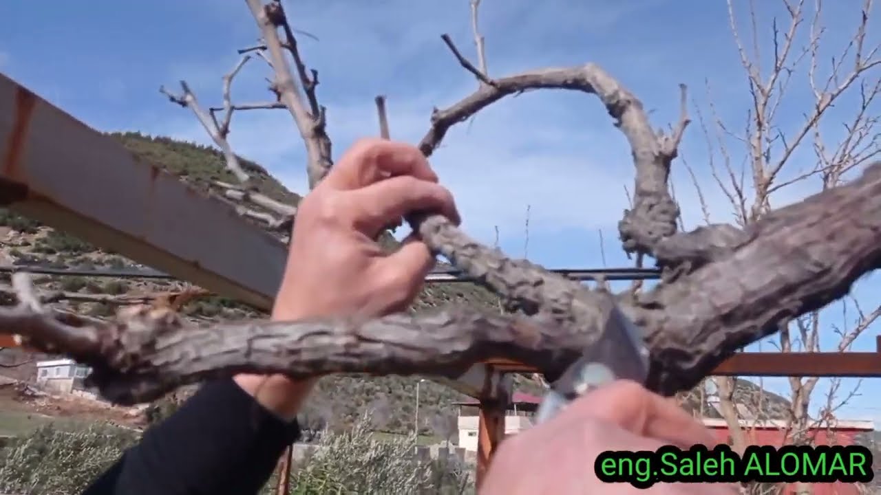 تقليم العنب بالتفصيل (العريشة)، grapevine pruning, asma nasıl budanır
