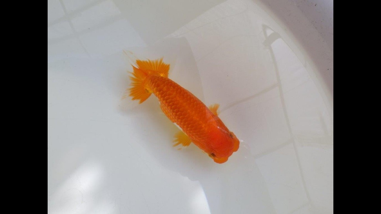 管理魚】ご鑑賞お勧め弐歳らんちゅう 約14,5㎝オス / らんちゅうの