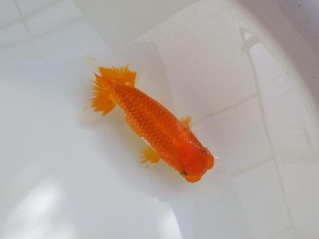 管理魚】ご鑑賞お勧め弐歳らんちゅう 約14,5㎝オス - YouTube 管理魚】ご鑑賞お勧め弐歳らんちゅう 約14,5㎝オス - YouTube