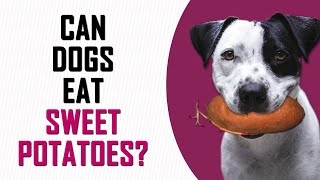 sweet potato for dogs upset stomach