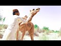 Playing with a camel baby   camel of thar official