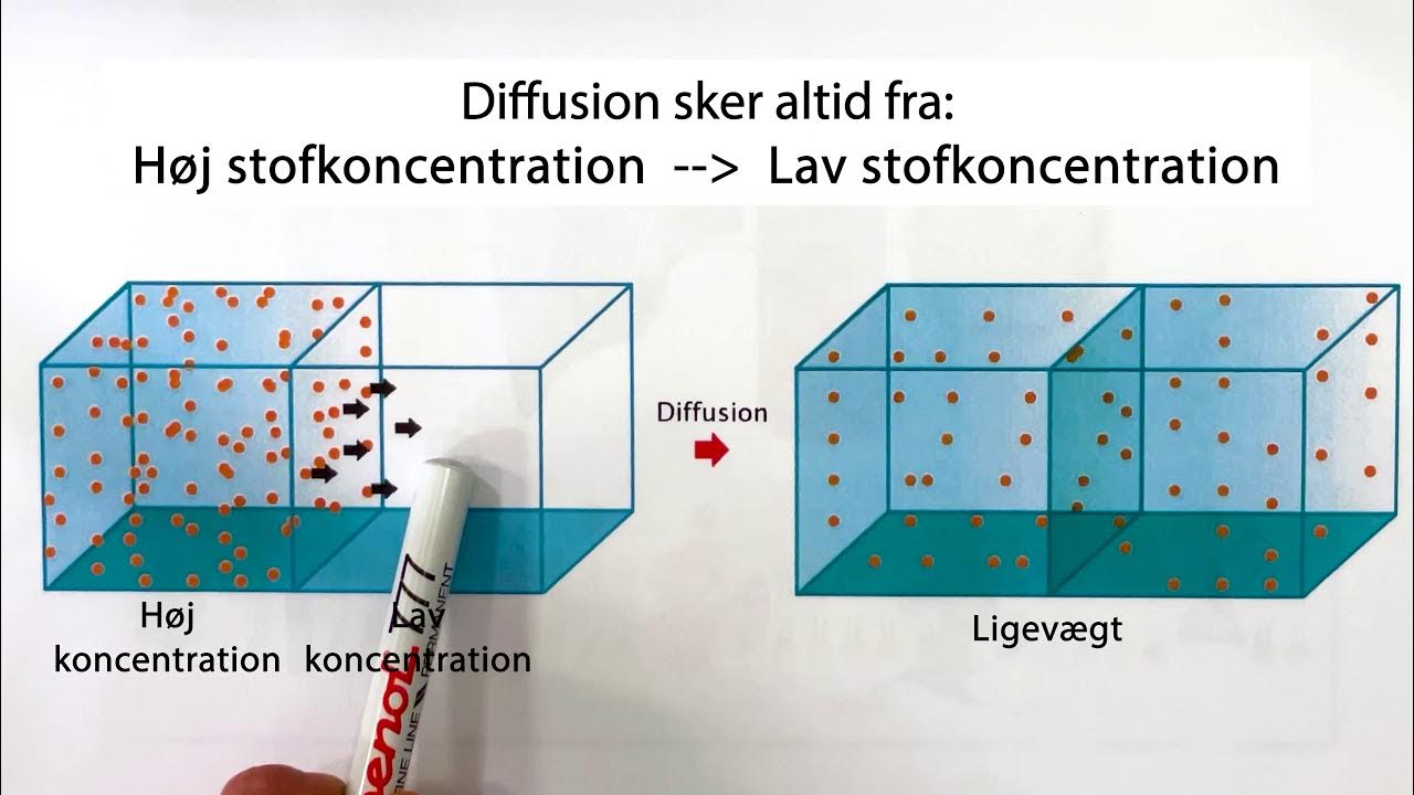 Diffusion i Cellen Naturfag SOSU YouTube