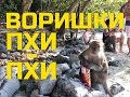 ВОРИШКИ НА ПХИ ПХИ ДОНЕ. ПЛЯЖ ОБЕЗЬЯН (MONKEY BEACH). ПХУКЕТ, ТАЙЛАНД 2017