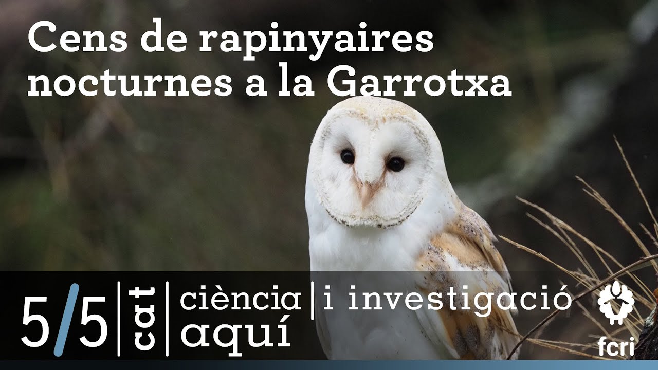 Cens de rapinyaires nocturnes a la Garrotxa - Ciència aquí (5/5)