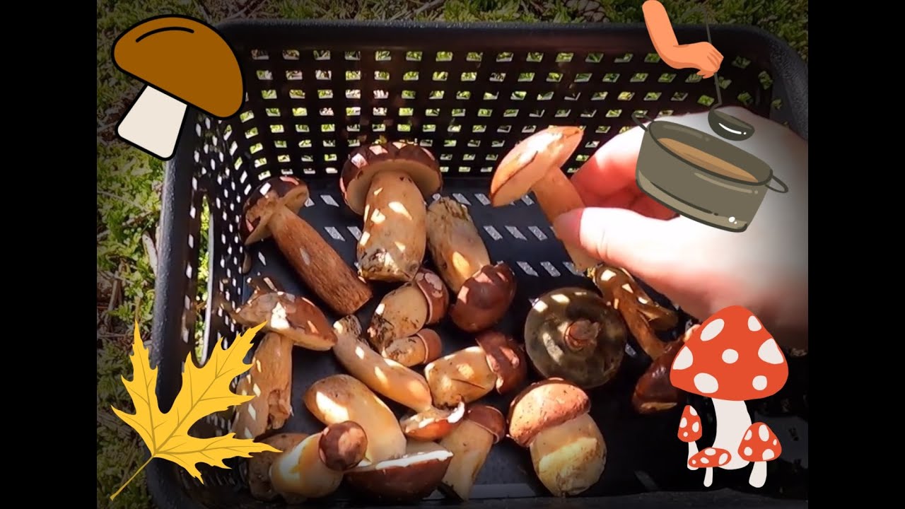 Norwegische Waldpilzsuppe nachkochen🍄 mit selbst gesammelten Pilzen (Steinpilze, Maronen)