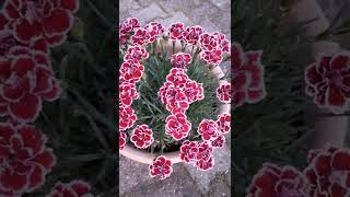 GAROFANO