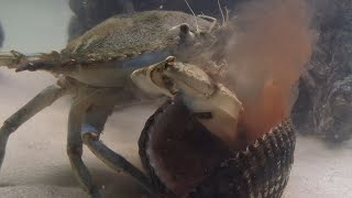 crab eats big clam live