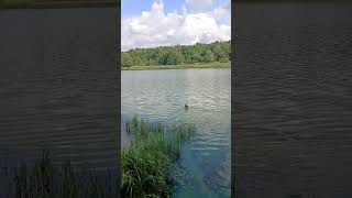 Отпускаем Нырка. #рыбалка #птицы #измайлово #shorts #shortvideo #shortsvideo #short #птица