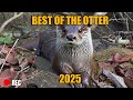 BEST OTTER FOOTAGE OF 2025 - A Whole Year of Otter Trail Camera Video!